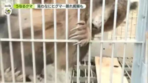 【ハンターに密着】取材中も箱わなにヒグマ…暴れ威嚇も　出没増えたワケは？