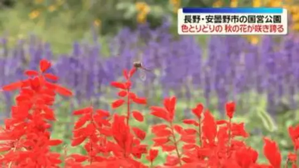 国営公園で色とりどりの秋の花咲き誇る　長野・安曇野市
