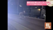 道路を逆走「馬を止めてくれ！」バイクで並走し声がけも…エジプト・カイロ【#世界のミダシ 】