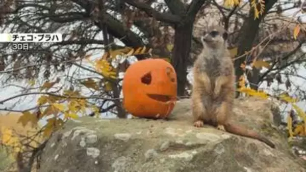 チェコ各地のハロウィーンカボチャ　ミーアキャットへのごちそうやユニークな飾り付けが