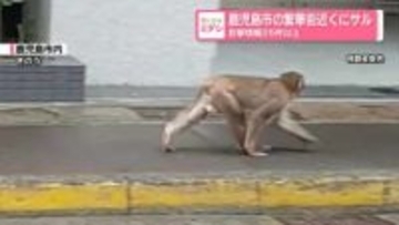 サル目撃したら「あいうえお」に注意　鹿児島市の繁華街近く…目撃情報25件以上