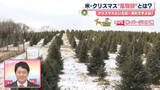 「ツリーは自分で切るのがアメリカ流　もみの木専門の農園から中継」の画像1