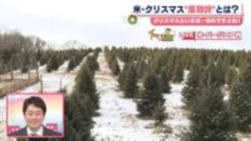 ツリーは自分で切るのがアメリカ流　もみの木専門の農園から中継