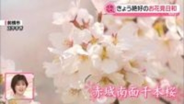 ピンク×青×黄色 桜の名所でカラフルな春を満喫