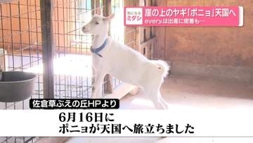 「news every.」は出産に密着も…崖の上のヤギ「ポニョ」天国へ　千葉・佐倉市は追悼企画を行う予定