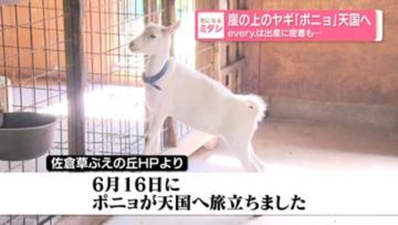 「news every.」は出産に密着も…崖の上のヤギ「ポニョ」天国へ　千葉・佐倉市は追悼企画を行う予定