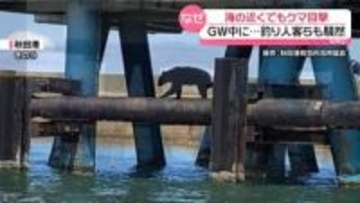 海に近い地域でもクマ目撃相次ぐ…大ケガも　専門家「河川沿いが大きなポイント」