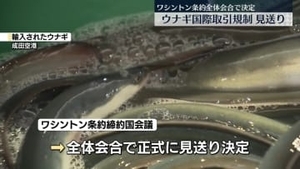 ウナギ 国際取引規制見送り