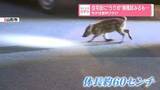 「住宅街に“うり坊”捕獲試みるも…市が注意呼びかけ　山形市」の画像1