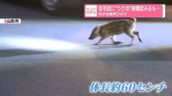 住宅街に“うり坊”捕獲試みるも…市が注意呼びかけ　山形市