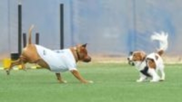 「リーグ屈指の名犬！」MLBが大谷翔平のデコピンや山本由伸のカルロスなどを投稿　ジャッジやスキーンズの愛犬も