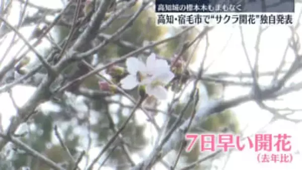 高知・宿毛市で“サクラ開花”独自発表　去年に比べて7日早く