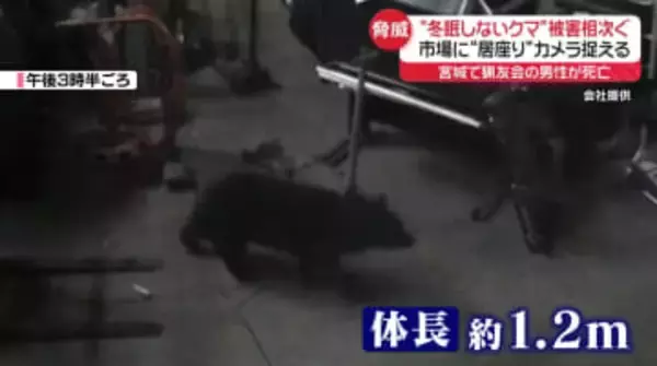 “冬眠しないクマ”市場に居座りか　宮城では猟友会の男性が死亡　対策で「樹木伐採」無償実施する地域も