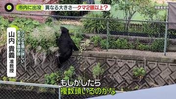 宇都宮のクマは2頭以上か…生態から「疑問」専門家も　学校生活にも影響…一律の基準作った岩手・盛岡市