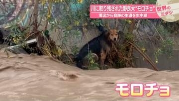 川に取り残された野良犬“モロチョ”　濁流から奇跡の生還を生中継　チリ【#世界のミダシ 】