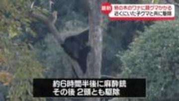 ワナに親グマかかる　近くにいた子グマとともに駆除　宮城・仙台市