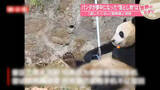 「パンダが夢中になった落とし物は…“返したくない”飼育員と攻防　中国【 #世界のミダシ 】」の画像1