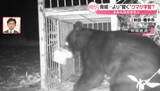「クマがより賢く？　300kgの「箱ワナ」倒す、踏み板をかわす巧妙な個体も…　同じ場所にも出没　どうすれば【#みんなのギモン】」の画像1