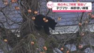 民家の柿の木にクマ…約７時間“居座り”　福島・北塩原村