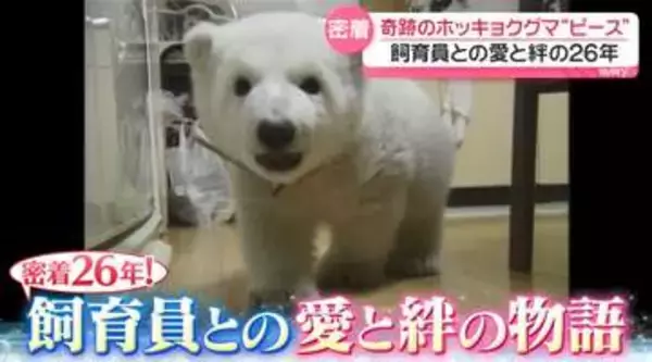 【密着26年】奇跡のホッキョクグマ──「生まれてからずっと一緒」愛と絆の物語　育ての親の“理想の動物園”は？『every.特集』