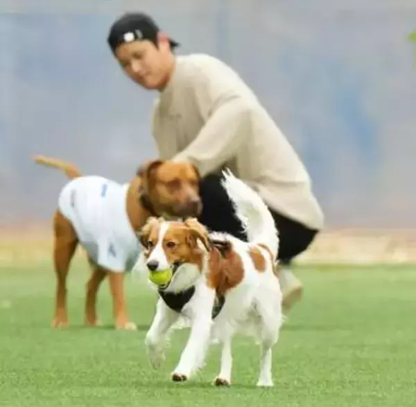 デコピンが球場にこっそり登場　MLB公式がその姿捉える