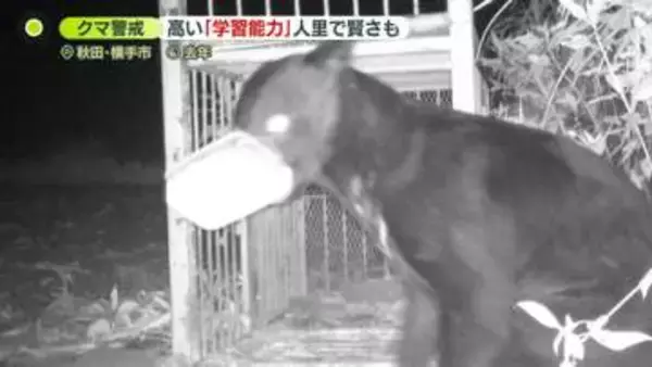 クマは「学習能力が高い」箱ワナからエサだけとる映像も　人里で「ずる賢くなってくる可能性」