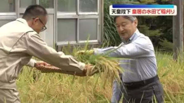 天皇陛下　皇居の水田で稲刈り　宮中祭祀の「新嘗祭」などで使用へ
