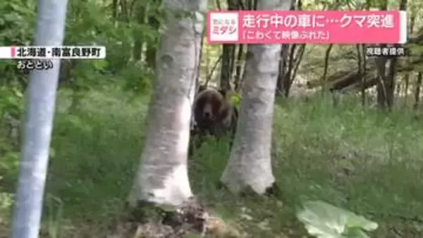 走行中の車に…クマ突進 「こわくて映像ぶれた」