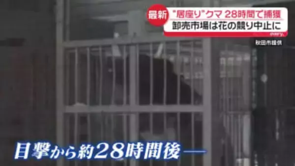 居座りクマ、28時間で捕獲　秋田市の卸売市場は花の競り中止に