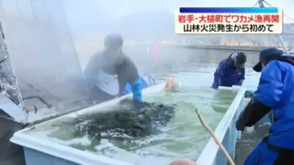 山林火災の発生後初、ワカメ漁を再開　岩手・大槌町【中継】