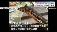 “脱走”オオトカゲを確保　クローゼット下の物陰で発見　横浜市緑区
