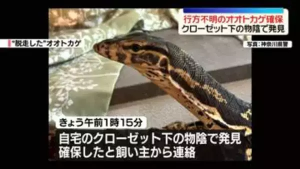 “脱走”オオトカゲを確保　クローゼット下の物陰で発見　横浜市緑区