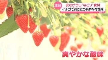 “なごり”野菜・フルーツ、家計支える存在に？　「大人の味に」安さだけではない魅力も