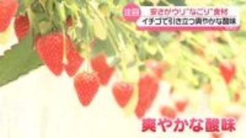 “なごり”野菜・フルーツ、家計支える存在に？　「大人の味に」安さだけではない魅力も