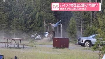 バイソンが国立公園で“大暴れ”　観光客がはね飛ばされ搬送　アメリカ