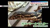 「体長1.2ｍのオオトカゲ　飼われていたケージから脱走「外出して戻ったら逃げていた」　横浜市緑区」の画像1