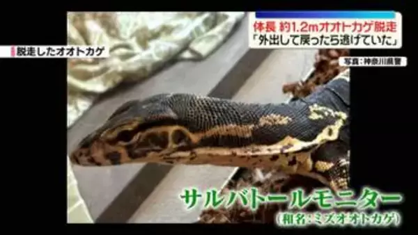 体長1.2ｍのオオトカゲ　飼われていたケージから脱走「外出して戻ったら逃げていた」　横浜市緑区