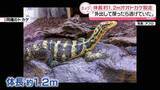 「【速報】体長1.2メートル「オオトカゲ」がマンションから脱走　飼い主のケージから脱走か　横浜市緑区」の画像1