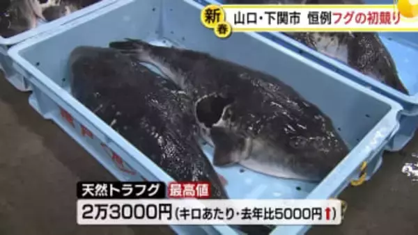 新春に各地で…下関でフグの初競り　大間漁港で特産クロマグロ出荷　航海の安全や豊漁願う祭りなど