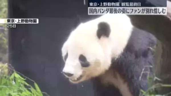 上野動物園の双子パンダ、観覧最終日に多くのファン　国内で最後の姿