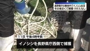 長野県庁にイノシシ…捕獲される　けが人なし