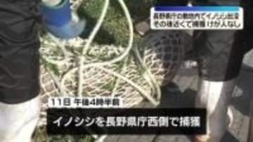長野県庁にイノシシ…捕獲される　けが人なし