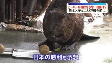 【サッカーW杯】日本vsチュニジア　ビーバーが勝敗予想