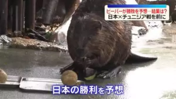 【サッカーW杯】日本vsチュニジア　ビーバーが勝敗予想
