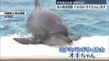 「「沖縄美ら海水族館」のミナミバンドウイルカ「オキちゃん」死ぬ　世界最長の飼育50年」の画像1