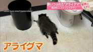 酔いつぶれたアライグマ　酒店荒らし…トイレでダウン　アメリカ【 #世界のミダシ 】