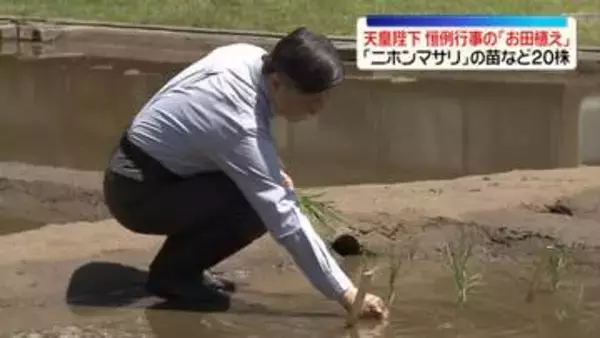 天皇陛下、恒例行事の「お田植え」　「ニホンマサリ」の苗など20株