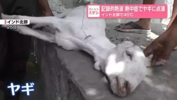 記録的熱波…熱中症でヤギに点滴　インド北部で45度