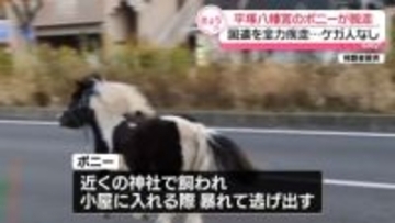 神社のポニーが一時脱走、国道を走る　神奈川・平塚市