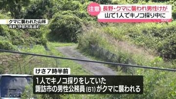 山林でキノコ採り中に…クマに襲われ男性けが　長野・伊那市